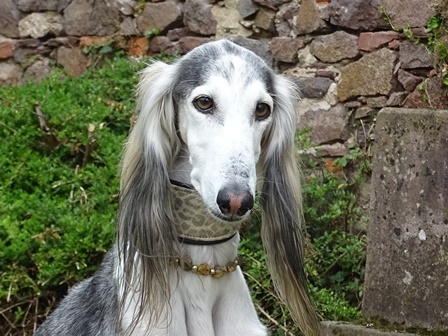 Bernsteinkette Hund Zeckenschutz Windhund