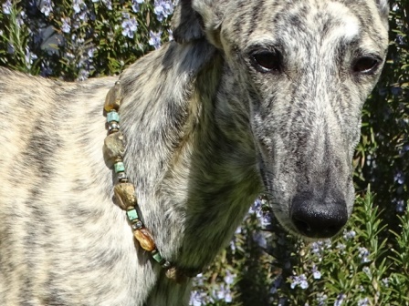 Bernsteinkette Hund Zeckenschutz Windhund