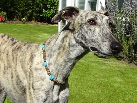 Bernsteinkette Hund Zeckenschutz Windhund