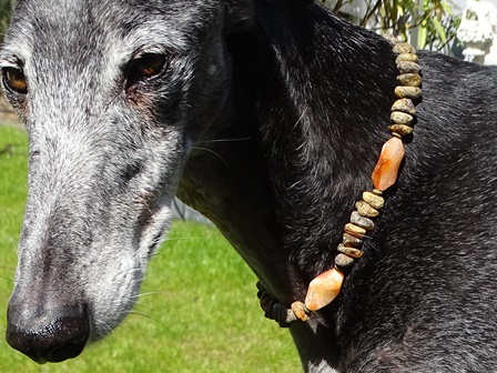 Bernsteinkette Hund Zeckenschutz Windhund