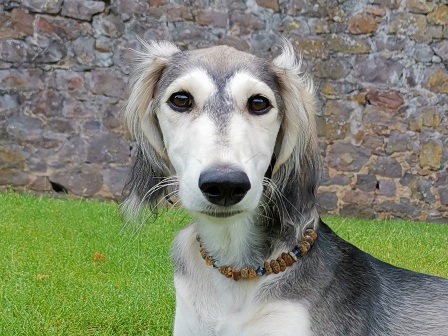 Bernsteinkette Hund Zeckenschutz Windhund