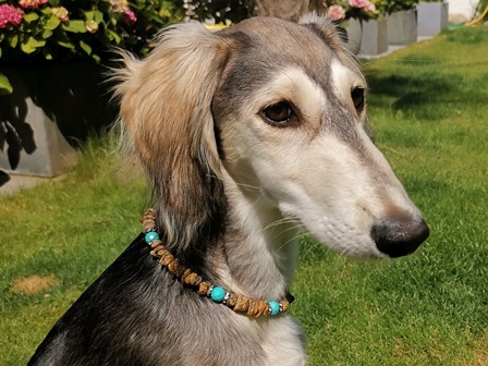 Bernsteinkette Hund Zeckenschutz Windhund