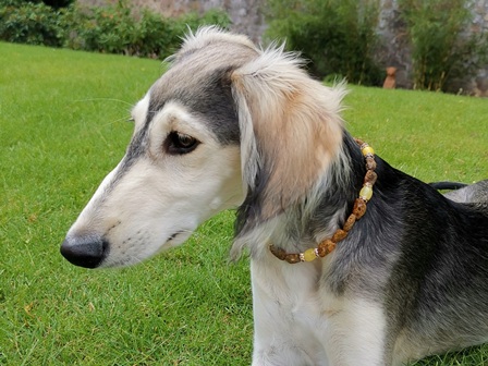 Bernsteinkette Hund Zeckenschutz Windhund