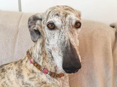 Bernsteinkette Hund Zeckenschutz