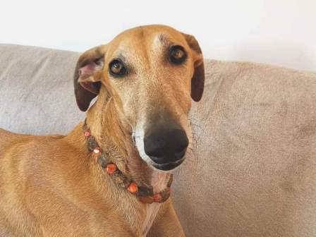 Bernsteinkette Hund Zeckenschutz Windhund