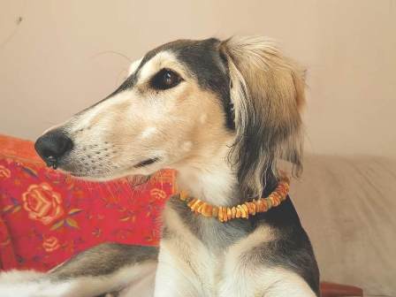 Bernsteinkette Hund Zeckenschutz