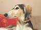 Bernsteinkette Hund Zeckenschutz