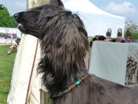 Kundenhund