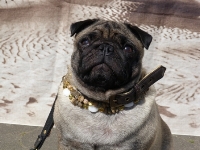 Kundenhund