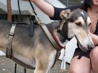 Kundenhund