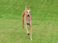 Meine Hunde Saluki Galgo Espanol