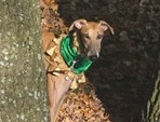 Meine Hunde Saluki Galgo Espanol