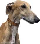 Meine Hunde Saluki Galgo Espanol