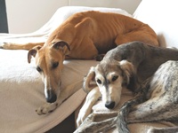 Meine Hunde Saluki Galgo Espanol