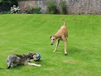 Meine Hunde Saluki Galgo Espanol