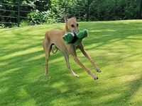 Meine Hunde Saluki Galgo Espanol