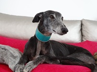 Meine Hunde Saluki Galgo Espanol