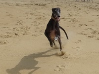 Meine Hunde Saluki Galgo Espanol