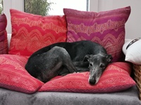 Meine Hunde Saluki Galgo Espanol