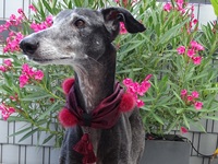 Meine Hunde Saluki Galgo Espanol