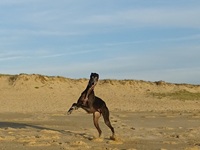 Meine Hunde Saluki Galgo Espanol