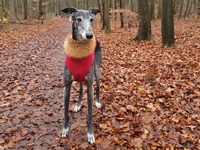Meine Hunde Saluki Galgo Espanol