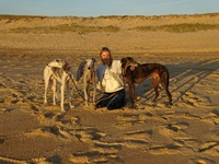 Meine Hunde Saluki Galgo Espanol
