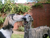 Meine Hunde Saluki Galgo Espanol