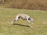 Meine Hunde Saluki Galgo Espanol