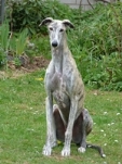 Meine Hunde Saluki Galgo Espanol