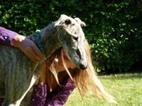 Meine Hunde Saluki Galgo Espanol