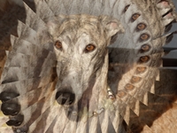 Meine Hunde Saluki Galgo Espanol