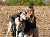 Meine Hunde Saluki Galgo Espanol