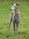 Meine Hunde Saluki Galgo Espanol