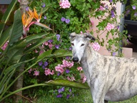 Meine Hunde Saluki Galgo Espanol