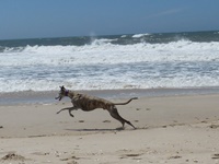 Meine Hunde Saluki Galgo Espanol