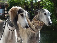 Meine Hunde Saluki Galgo Espanol