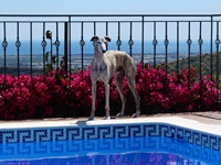 Meine Hunde Saluki Galgo Espanol