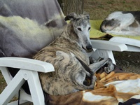 Meine Hunde Saluki Galgo Espanol