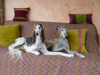 Meine Hunde Saluki Galgo Espanol