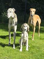 Meine Hunde Saluki Galgo Espanol