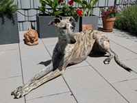 Meine Hunde Saluki Galgo Espanol