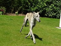 Meine Hunde Saluki Galgo Espanol