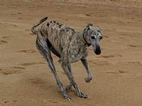 Meine Hunde Saluki Galgo Espanol