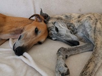 Meine Hunde Saluki Galgo Espanol