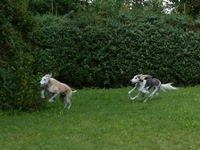 Meine Hunde Saluki Galgo Espanol