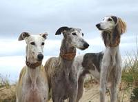 Meine Hunde Saluki Galgo Espanol