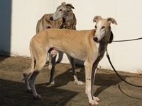 Meine Hunde Saluki Galgo Espanol