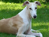 Meine Hunde Saluki Galgo Espanol