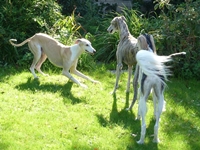 Meine Hunde Saluki Galgo Espanol